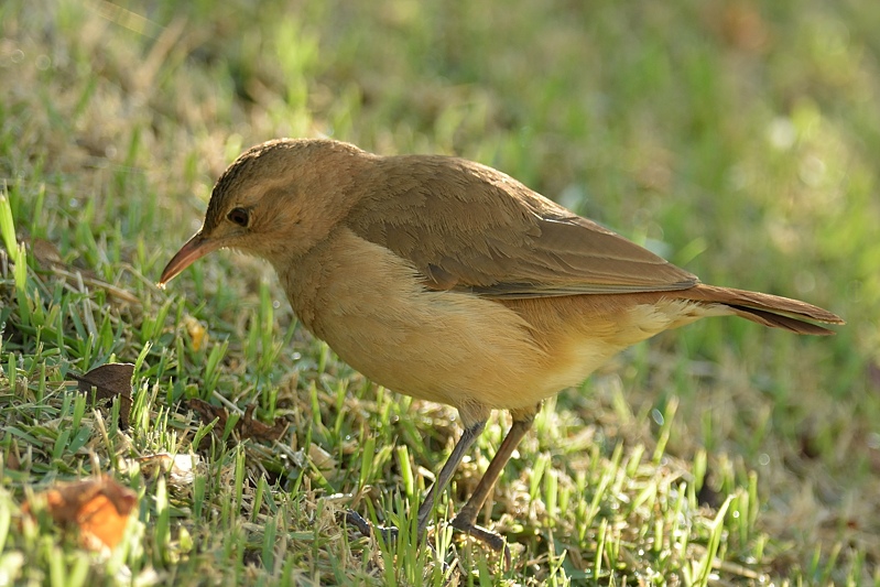 Rosse ovenvogel